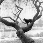 Tree dog, Vancouver 1997